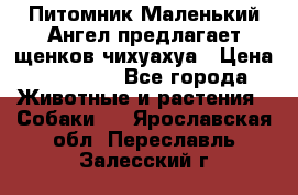 Питомник Маленький Ангел предлагает щенков чихуахуа › Цена ­ 10 000 - Все города Животные и растения » Собаки   . Ярославская обл.,Переславль-Залесский г.